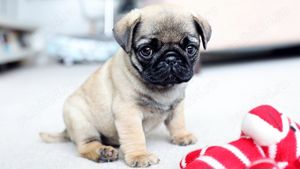 Mops Pug, par scurt, genetica pura, factura fiscală 
