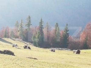 Teren de vanzare pretabil pentru cabana 