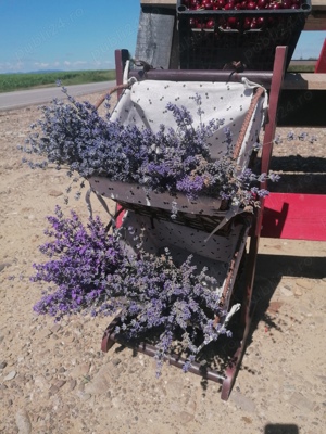 floare lavanda uscata si butași de lavanda - imagine 4