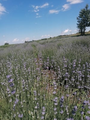 floare lavanda uscata si butași de lavanda - imagine 2