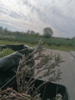 floare lavanda uscata si butași de lavanda - imagine 3