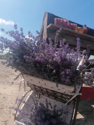 floare lavanda uscata si butași de lavanda - imagine 5