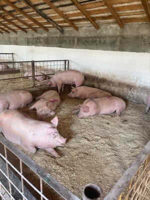 vand porci  - imagine 2