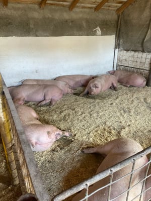 vand porci  - imagine 3