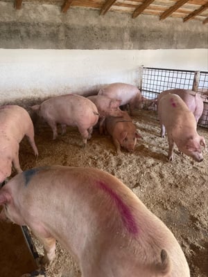 vand porci  - imagine 4