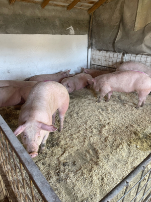 vand porci  - imagine 5