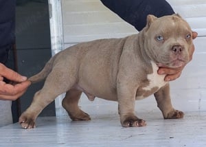 American bully micro