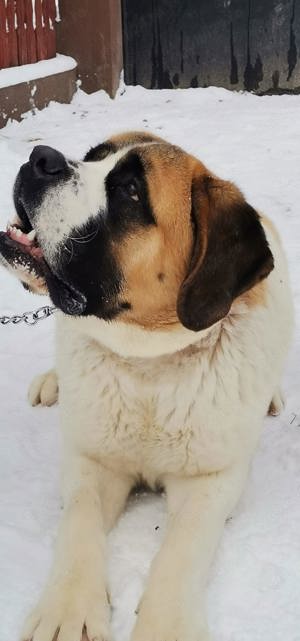 Saint Bernard mascul 3ani+ - imagine 2 Saint Bernard mascul 3ani+ - imagine 2