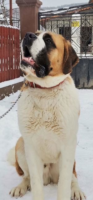 Saint Bernard mascul 3ani+ - imagine 5 Saint Bernard mascul 3ani+ - imagine 5