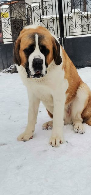 Saint Bernard mascul 3ani+ - imagine 4 Saint Bernard mascul 3ani+ - imagine 4