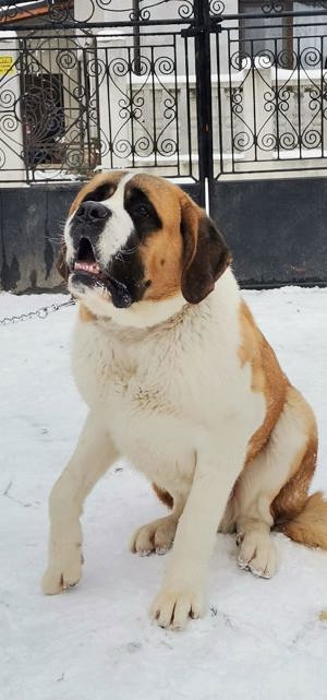 Saint Bernard mascul 3ani+ - imagine 3 Saint Bernard mascul 3ani+ - imagine 3