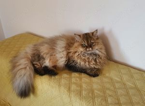 British silver si golden cu pedigree  - imagine 7