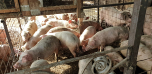 vand purcei - imagine 3 vand purcei - imagine 3