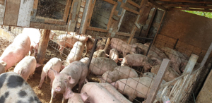 vand purcei - imagine 2 vand purcei - imagine 2