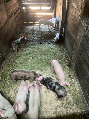 vand purcei - imagine 4 vand purcei - imagine 4