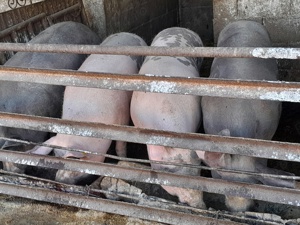 vand porci 120 170 kg