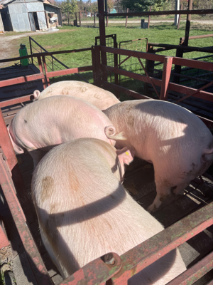 Porci grasi Purcei - imagine 2