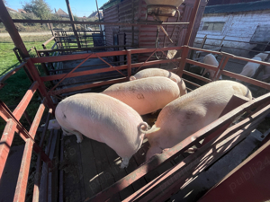 Porci grasi Purcei - imagine 4