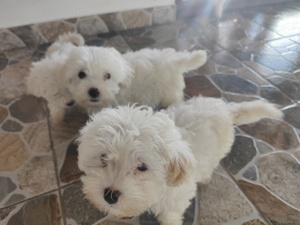 Caut căsuță drăguță  - imagine 2