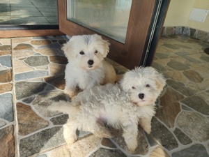 Caut căsuță drăguță  - imagine 3