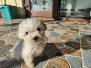 Caut căsuță drăguță  - imagine 4