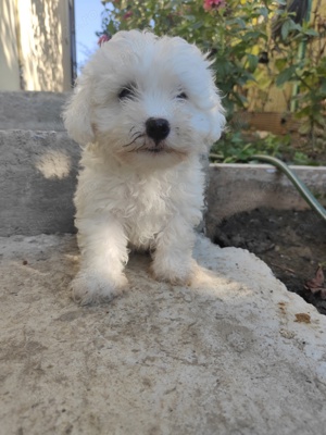 Caut căsuță drăguță  - imagine 5