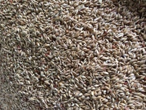 Samanta iarba Sudan 