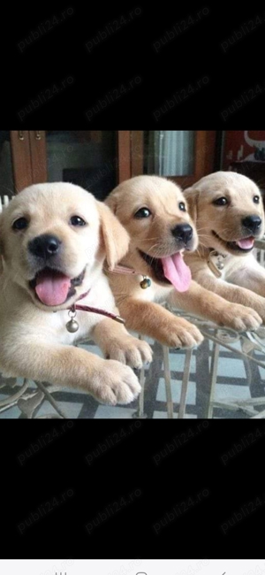 Căței Labrador Auriu.