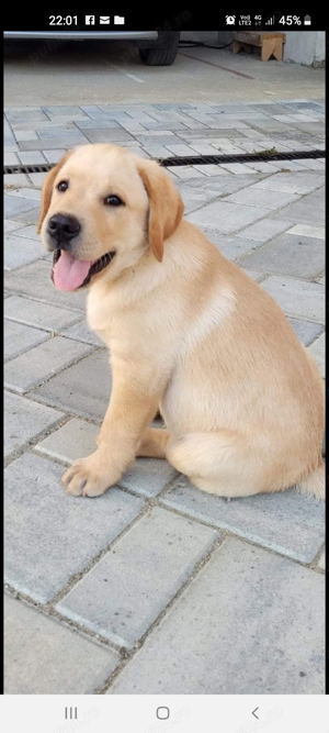 Căței Labrador Auriu. - imagine 2