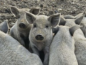 Porc Mangalita varietate blonda la 50 km de Bucuresti  - imagine 2