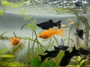 Pesti acvariu Molly-Xifo-Betta - imagine 2