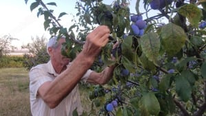 Livada si plantatie viticola