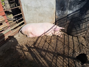 vand porci 17lei kg