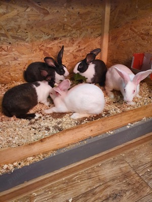 Iepuri hycole francez  - imagine 2