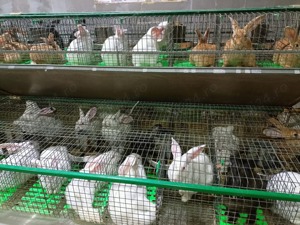 Iepuri hycole francez  - imagine 3