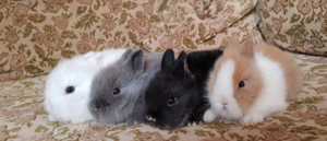 Iepuri pitici cap de leu - imagine 3