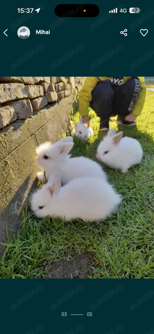 Iepuri pitici cap de leu - imagine 2