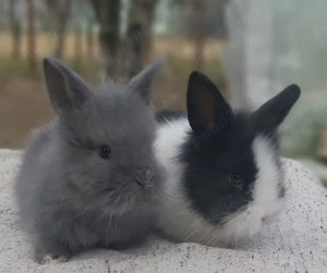 Iepuri pitici cap de leu - imagine 4