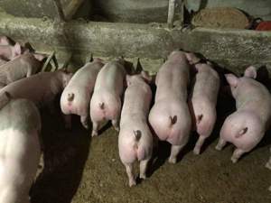 Porci de carne  - imagine 4