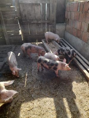 Vând purcei rasă petrean. - imagine 2 Vând purcei rasă petrean. - imagine 2