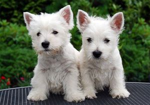 Westie rasa pura cu factura fiscală și garanție veterinară 