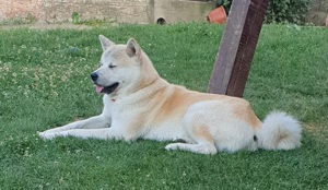 Akita inu caut partenera! - imagine 3