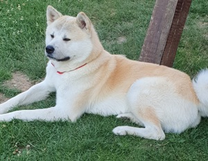 Akita inu caut partenera!