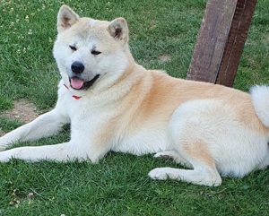 Akita inu caut partenera! - imagine 2