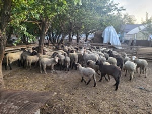 Miei și berbecuti  - imagine 5