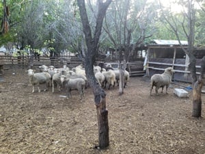 Miei și berbecuti  - imagine 3