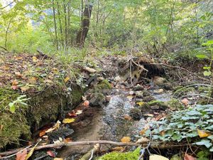 Teren pentru casa de vacanta pe Valea Bratcutei, Bihor - imagine 4