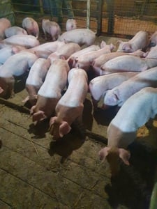 Purcei de carne 35-40 kg