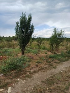 Teren de vanzare in sebis strada vilor 