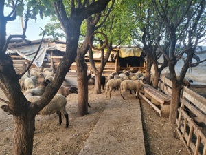 Miei și berbecuti  - imagine 2